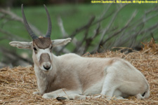 Arabian oryx