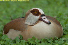 Egyptian goose