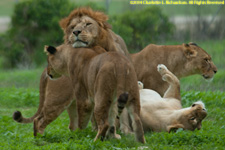 lions