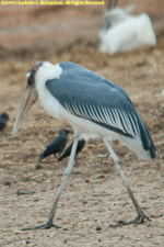 Marabou stork