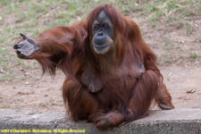 orangutang