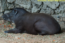 tapir