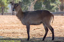 female waterbuck