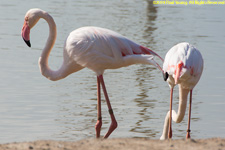 flamingos