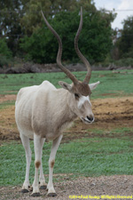 addax