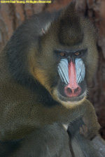 mandrill