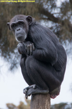 chimpanzee