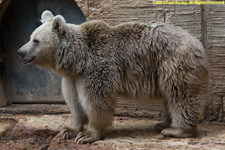 Syrian brown bear