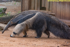 anteater