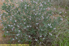 wildflowers