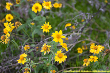 wildflowers