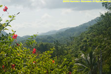 hibiscus and mountains