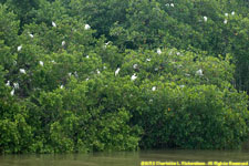 egret roost