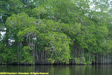 mangroves