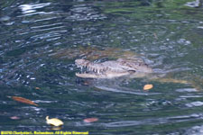 crocodile