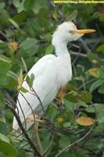 egret