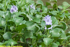 water hyacinths