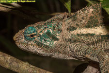 chameleon closeup