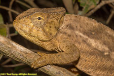 chameleon closeup