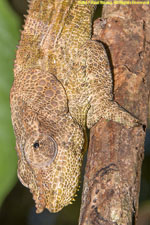 chameleon closeup