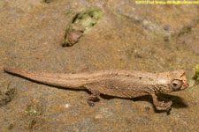 dwarf chameleon