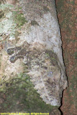 leaf-tailed gecko closeup