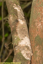 leaf-tailed gecko