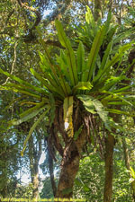 birds-nest fern