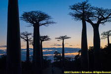 baobabs