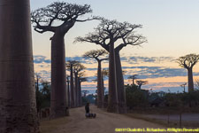 baobabs