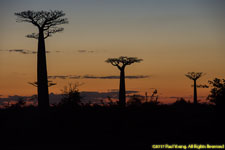 baobabs