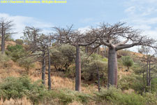 baobabs