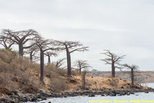 baobabs