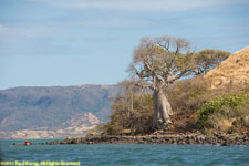 baobab