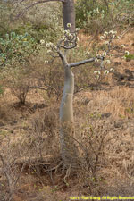 flowering baobab