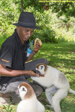 keeper feeding sifakas