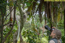 Charlotte with sifaka