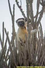 sifaka