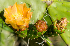 prickly pear flower