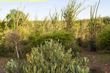 spiny forest