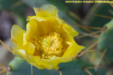 prickly pear flower