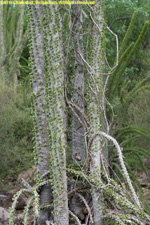 cactus tree