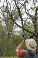 Charlotte photographing sifaka