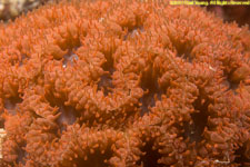 coral closeup