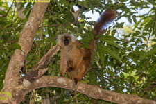 female black lemur