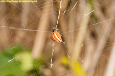 horned spider