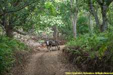 ox cart