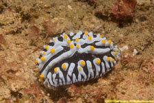 nudibranch