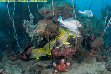 coral head and fish