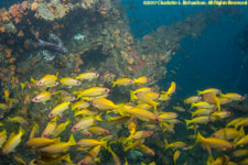 fish on wreck